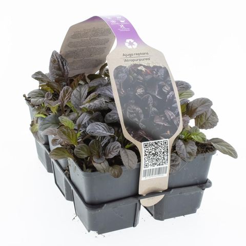 Ajuga reptans 'Atropurpurea'
