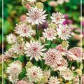 Astrantia major