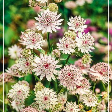 Astrantia major