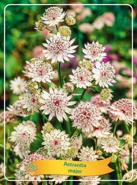 Astrantia major