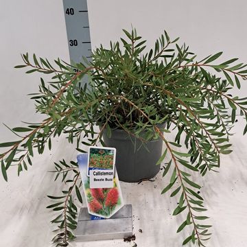 Callistemon BEESLEBUZZ INN