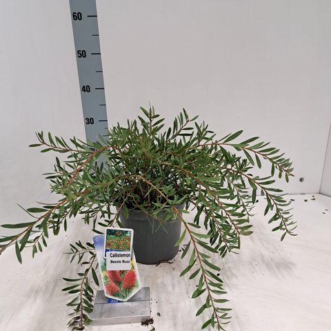 Callistemon BEESLEBUZZ INN