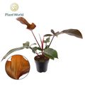 Philodendron 'Florida Bronze'