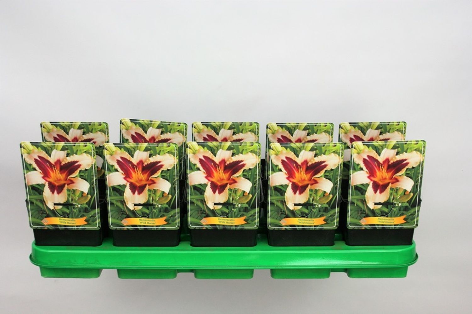 Hemerocallis 'Wild Horses' — Plant Wholesale FlorAccess