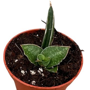 Sansevieria 'Prabu'