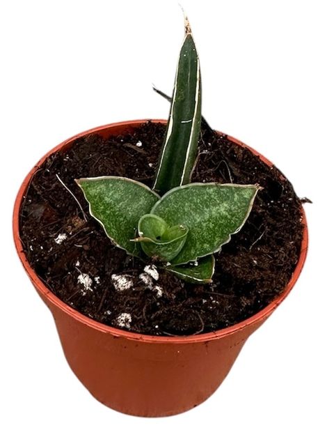 Sansevieria 'Prabu'