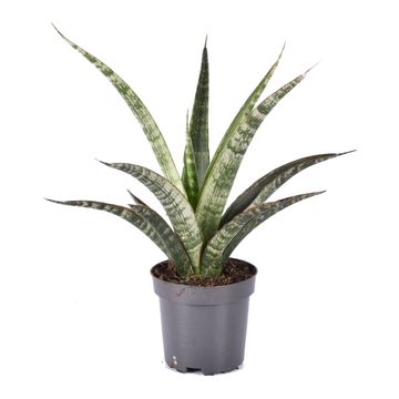 Sansevieria trifasciata