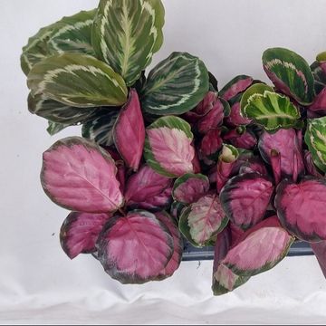 Calathea MIX