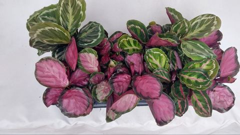 Calathea MIX