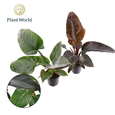 Philodendron IMPERIAL MIX