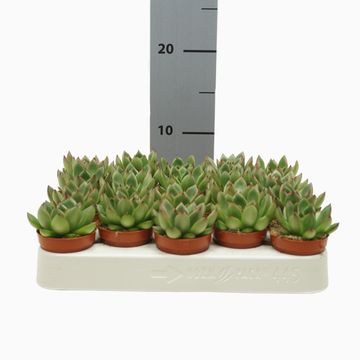 Echeveria agavoides