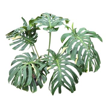 Monstera 'Thai Constellation'