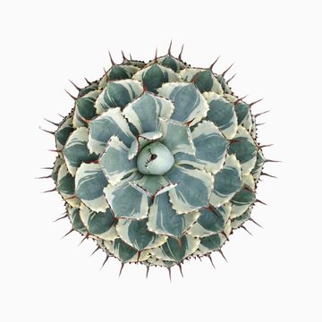 Agave potatorum 'Variegata'