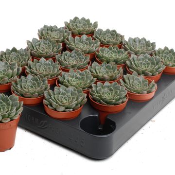 Echeveria secunda