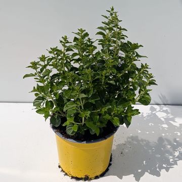 Calamintha nepeta