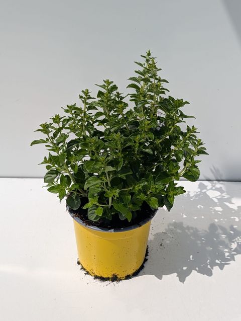 Calamintha nepeta