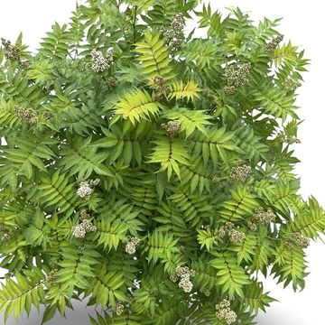 Sorbaria sorbifolia 'Sem'