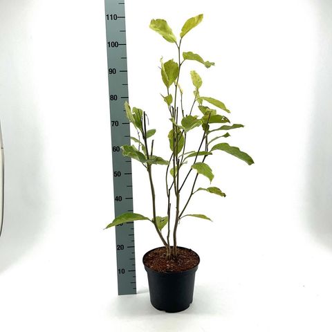 Magnolia x soulangeana 'Rustica Rubra'