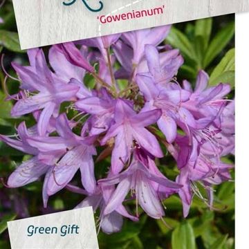 Rhododendron 'Gowenianum'