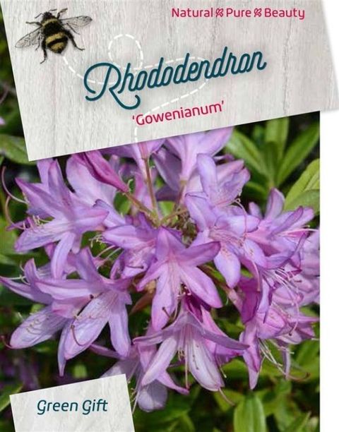 Rhododendron 'Gowenianum'