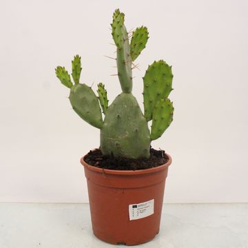 Opuntia vulgaris