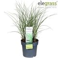 Miscanthus sinensis 'Gracillimus'