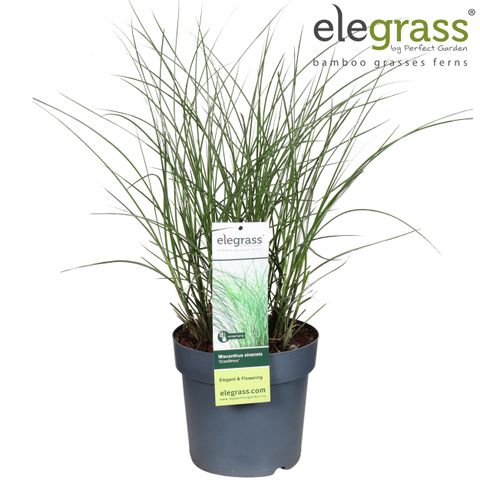 Miscanthus sinensis 'Gracillimus'