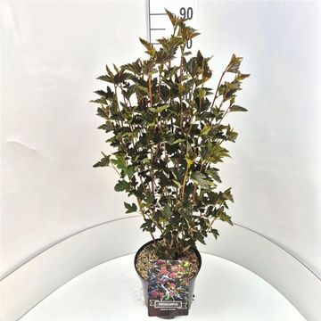 Physocarpus opulifolius 'Red Baron'