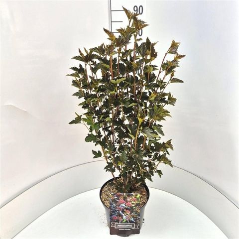 Physocarpus opulifolius 'Red Baron'