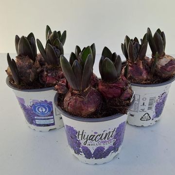 Hyacinthus orientalis 'Blue Star'