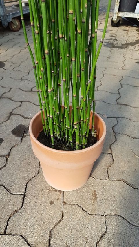 Equisetum Hyemale