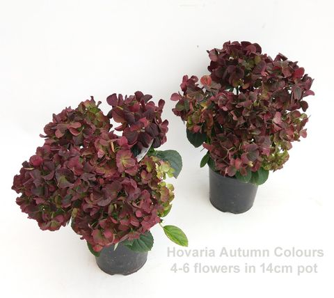 Hydrangea macrophylla MIX