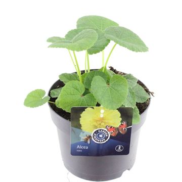 Alcea rosea 'Chater's Double Yellow'