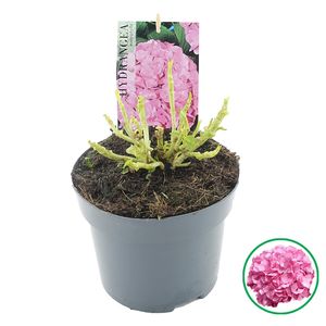 Hydrangea macrophylla TELLER MIX (Jong Plant BV, De)