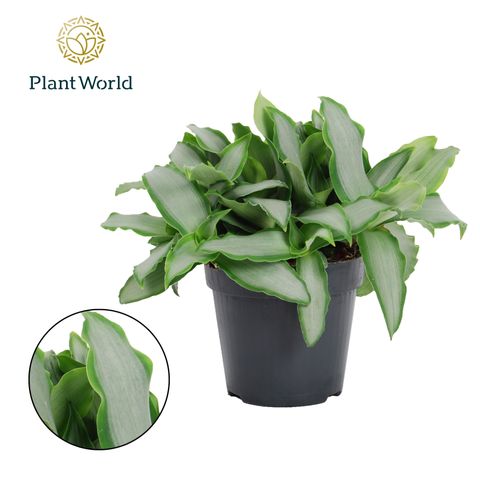 Murdannia loriformis BRIGHT STAR