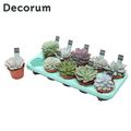 Echeveria MIX