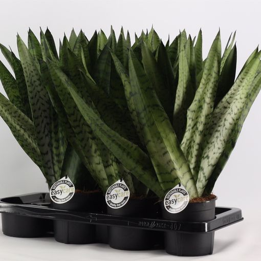 Sansevieria zeylanica