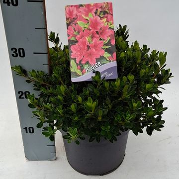Rhododendron 'Kleiner Prinz' (AJ)