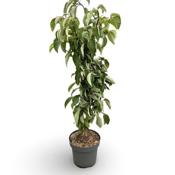 Cornus controversa 'Pagoda'