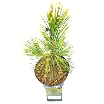 Pinus thunbergii 'Ogon'
