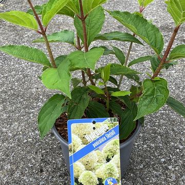 Hydrangea paniculata SKYFALL
