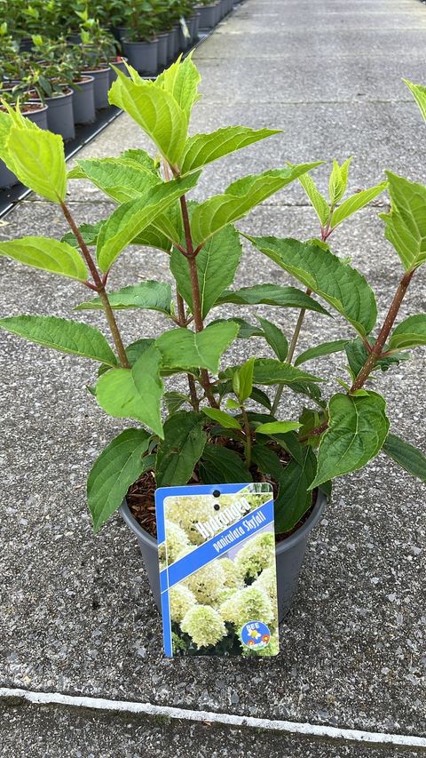 Hydrangea paniculata SKYFALL