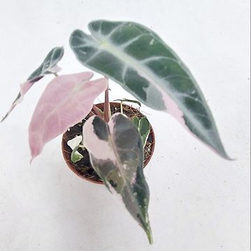 Alocasia 'Bambino Pink Variegata'