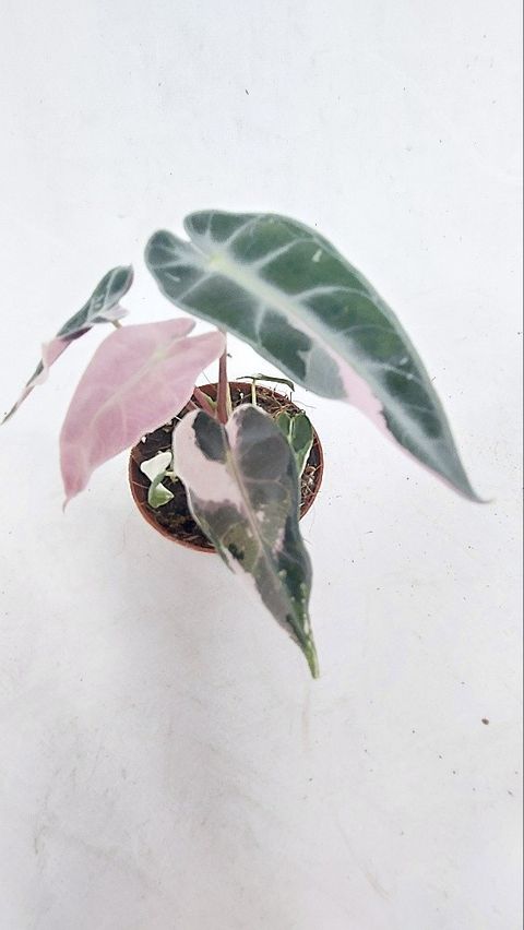 Alocasia 'Bambino Pink Variegata'