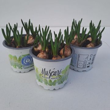 Muscari 'White Magic'