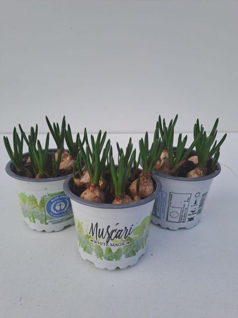 Muscari 'White Magic'