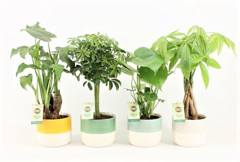 Houseplants MIX