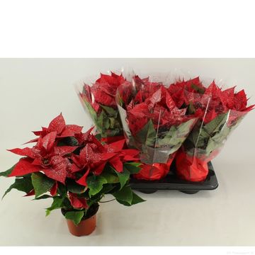 Euphorbia pulcherrima CHRISTMAS FEELINGS DARK RED