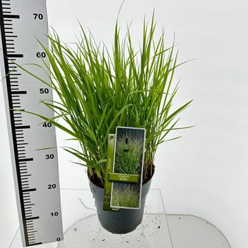 Panicum virgatum 'Stäfa'