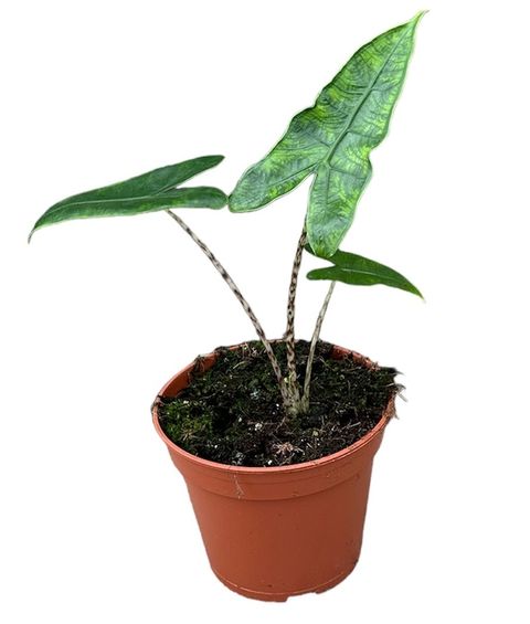 Alocasia zebrina 'Reticulata'